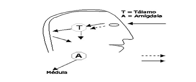 Cómo funciona el cerebro